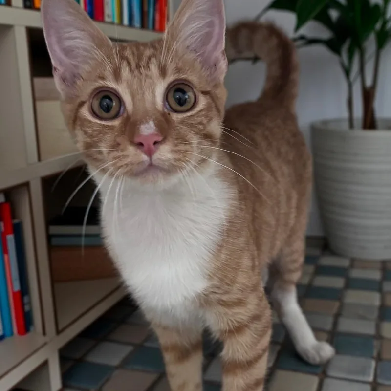 A young medium-sized male Orange / Red Domestic Short Hair cat named Funyun for adoption in Brea, CA