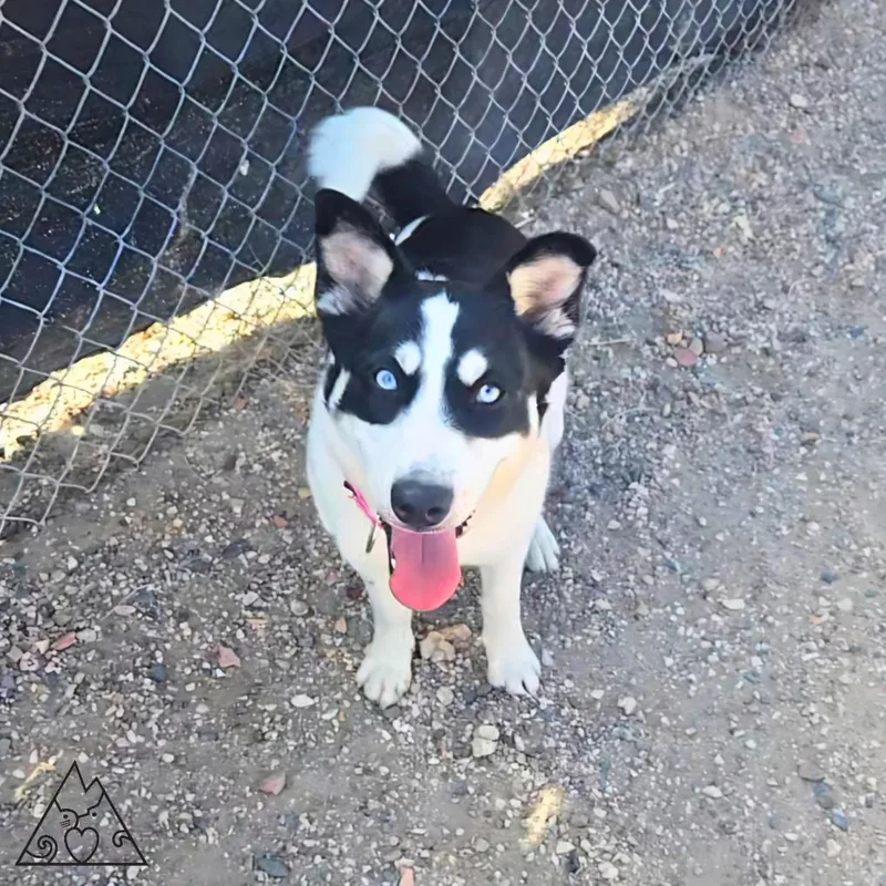 A young medium-sized female Black Husky dog named Ahsoka for adoption in Douglas, WY