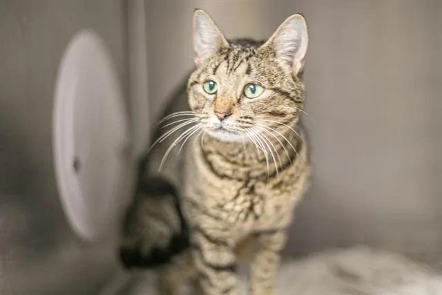 A young small-sized female Domestic Long Hair cat named Tizzy for adoption in Charlotte, NC