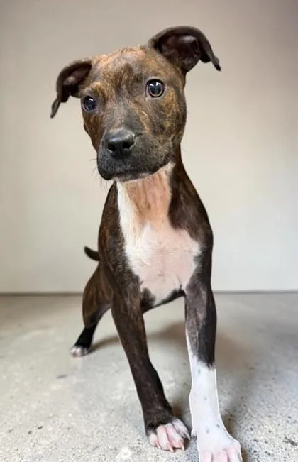 A baby small-sized male Brindle Pit Bull Terrier dog named Draco for adoption in Inverness, FL