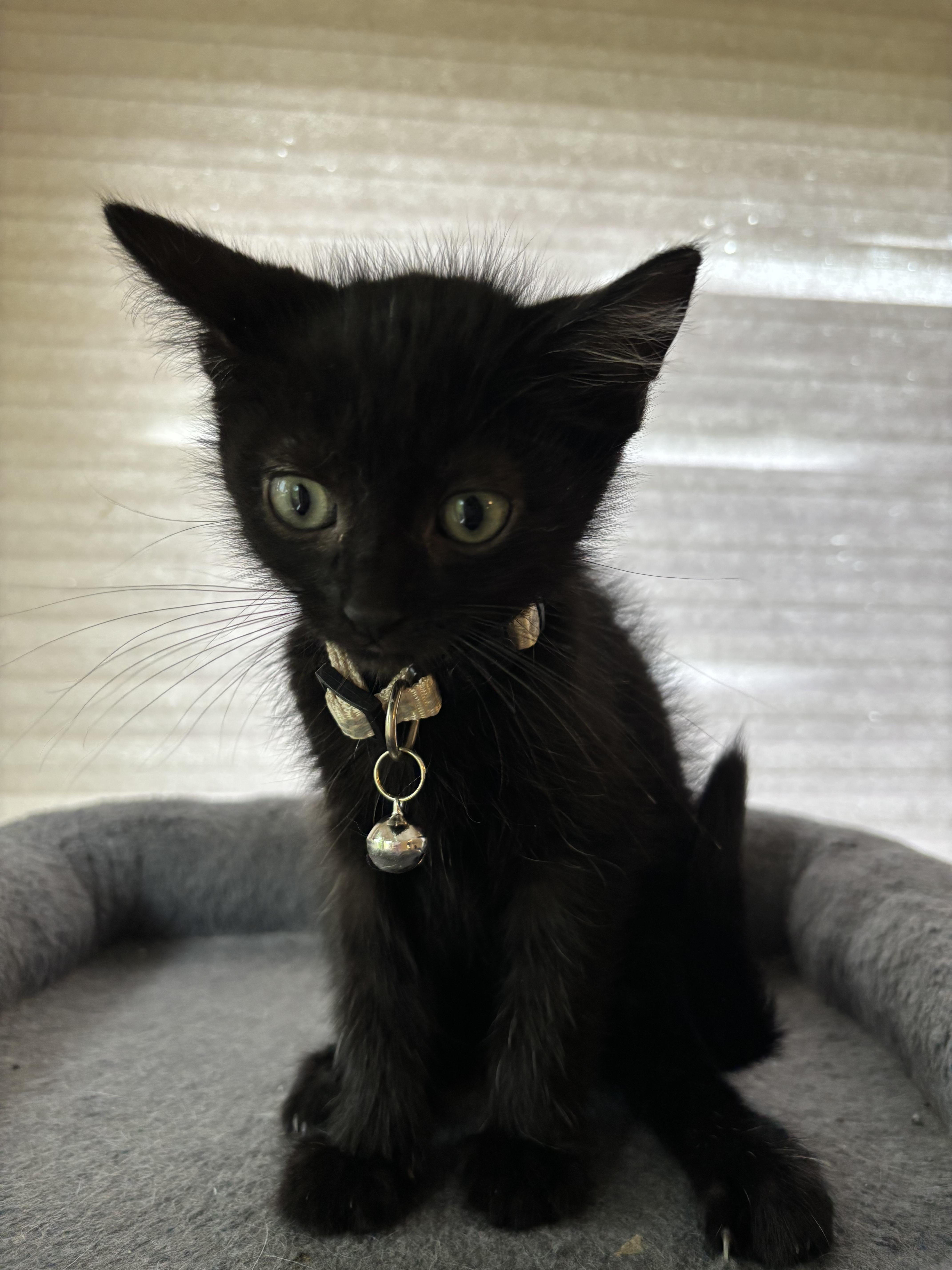 A baby small-sized female Domestic Short Hair cat named Syllabus for adoption in Bethel Park, PA