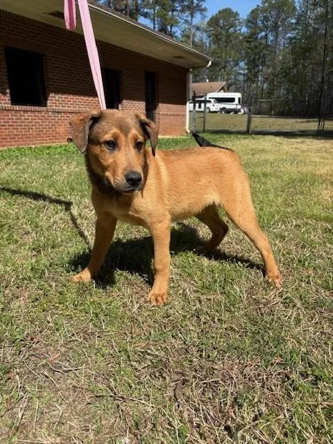 A baby medium-sized male Cane Corso dog named Richie for adoption in Warrenton, NC