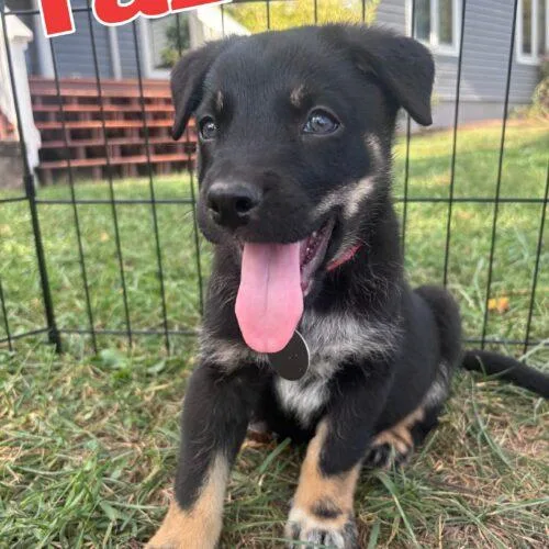 Taz