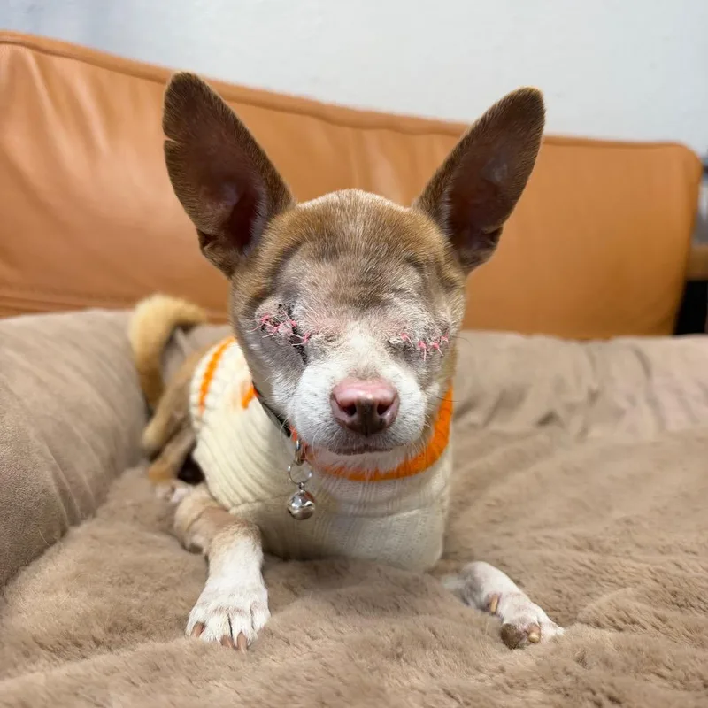 A senior small-sized male Chihuahua dog named Wilfred for adoption in Parker, CO