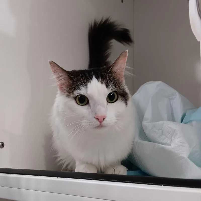 An adult medium-sized female White Domestic Long Hair cat named Winter for adoption in Elizabeth City, NC
