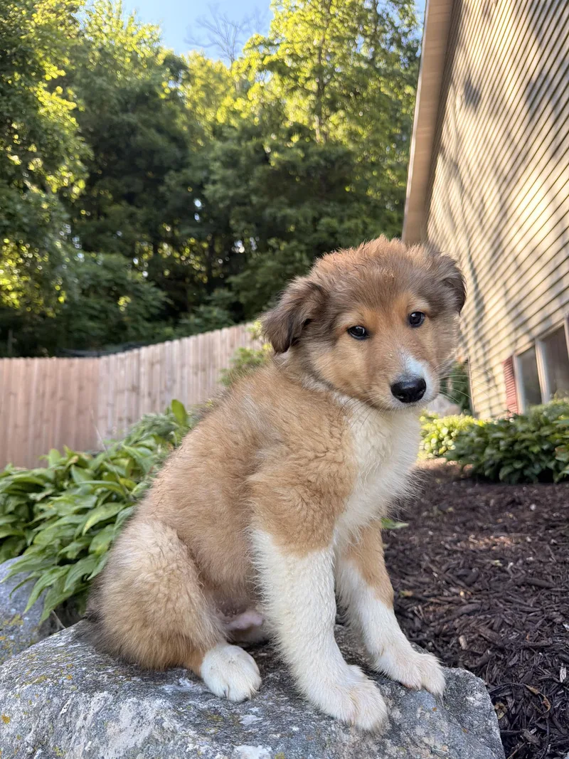 A baby medium-sized male Bicolor Rough Collie dog named Axel for adoption in North Freedom, WI
