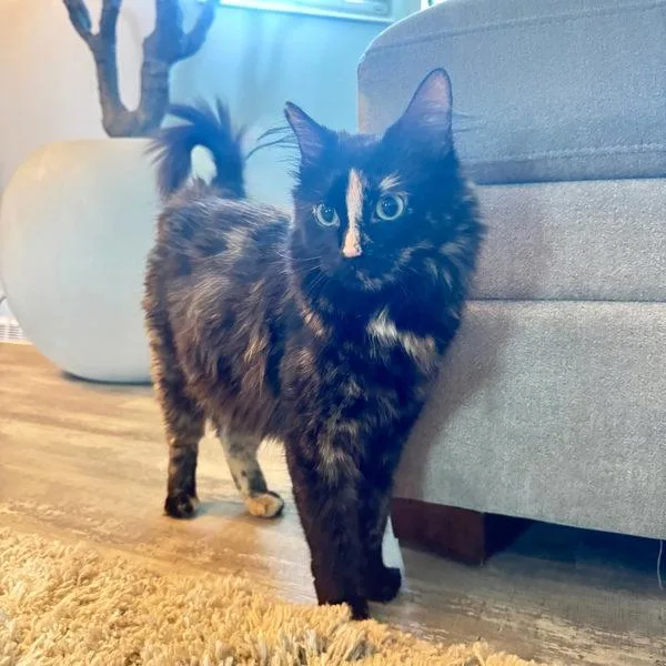 An adult large-sized female Domestic Long Hair cat named Tkaiya for adoption in Salt Lake City, UT