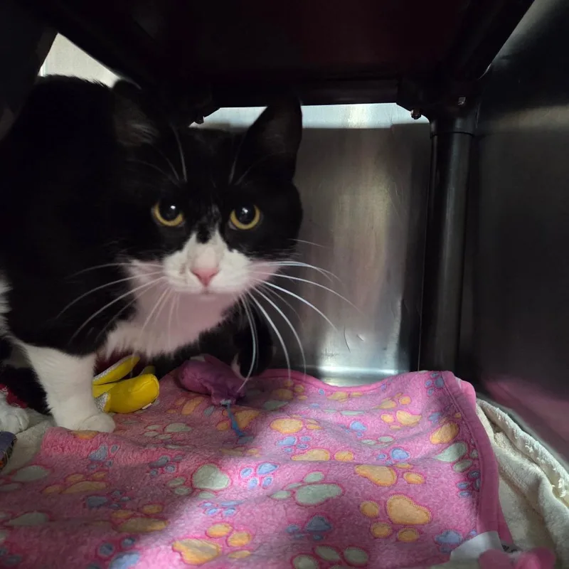 An adult large-sized female Black Domestic Short Hair cat named Jack Jack for adoption in West Olive, MI