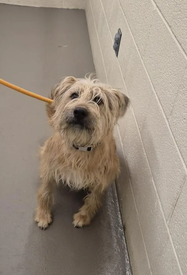 A young medium-sized male Terrier dog named Terry for adoption in Hagerstown, MD