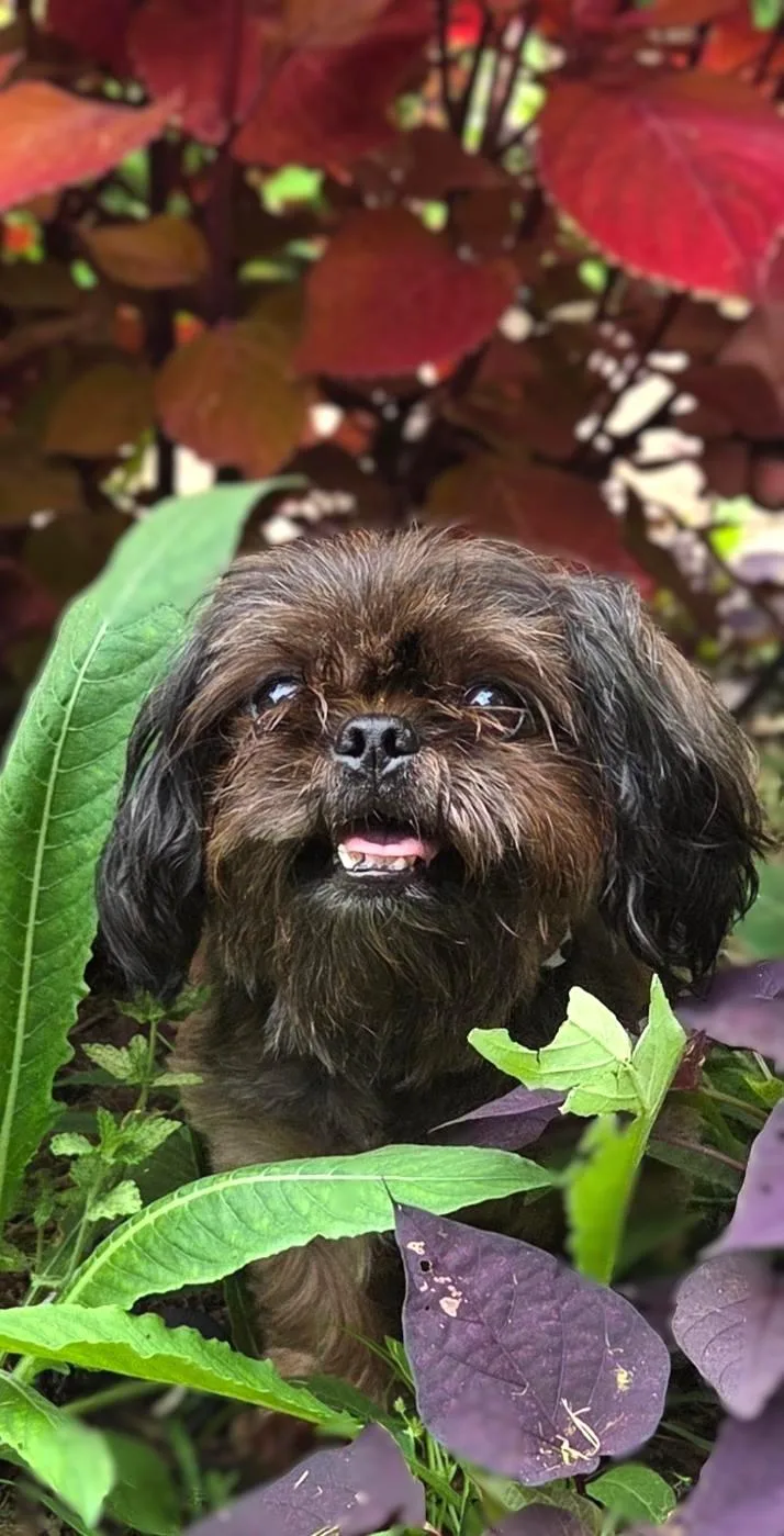 An adult small-sized female Shih Tzu dog named Molly for adoption in Bridgeton, MO