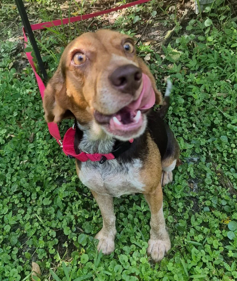 An adult small-sized female Beagle dog named Rue for adoption in Dunnellon, FL