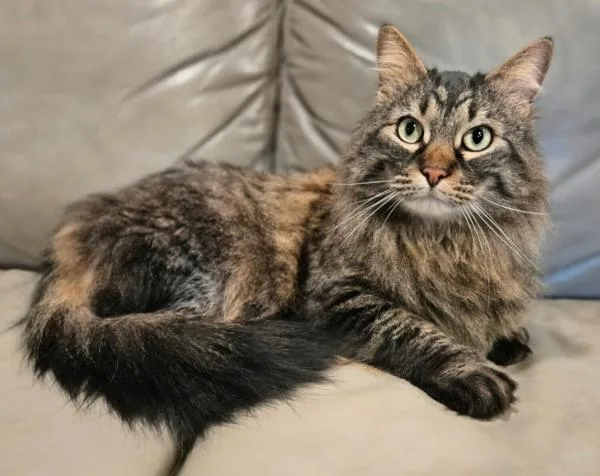 An adult medium-sized male Tabby (Brown / Chocolate) Maine Coon cat named Metallica for adoption in Kenosha, WI