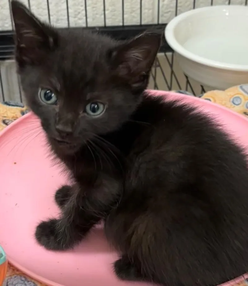 A baby small-sized male Domestic Short Hair cat named Zephyr for adoption in Elizabethton, TN