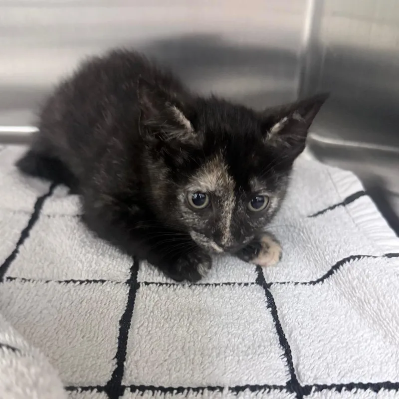 A baby small-sized female Tortoiseshell Domestic Short Hair cat named Cherry for adoption in Jupiter, FL