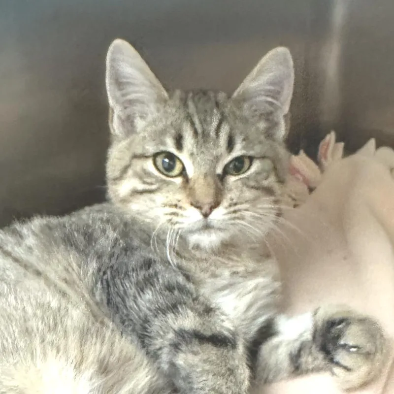 A baby small-sized male Brown / Chocolate Domestic Short Hair cat named Julian for adoption in Naperville, IL