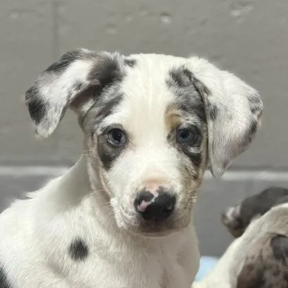 A baby medium-sized male White / Cream Catahoula Leopard Dog dog named Toe for adoption in Sacramento, CA