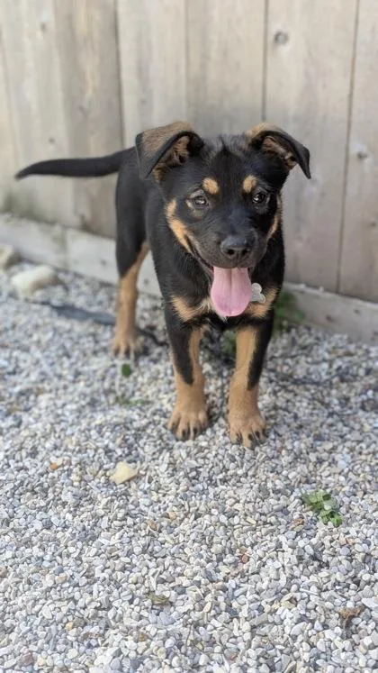 A baby medium-sized female Shepherd dog named Delano for adoption in Burlington, WI