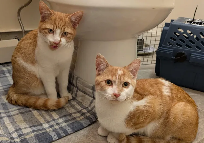 Ginger Snap thumbnail 3