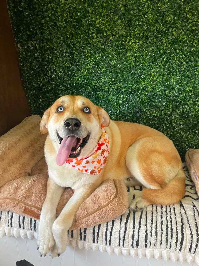 An adult extra large-sized male Husky dog named Duke for adoption in Carthage, MO