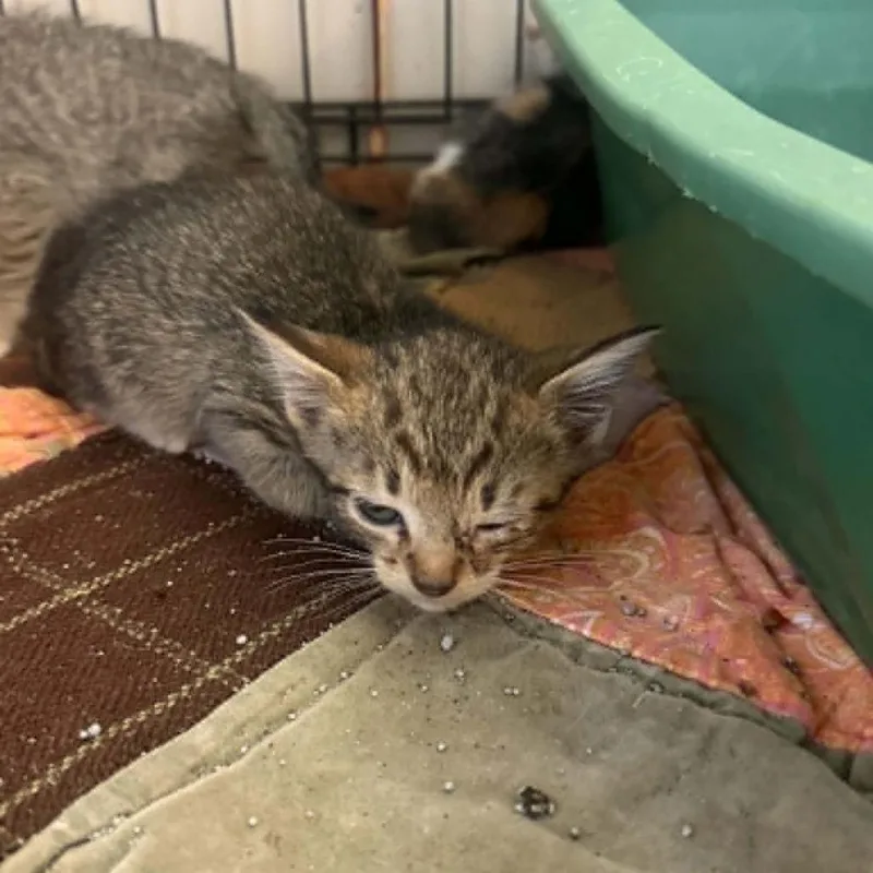 A baby small-sized female Gray / Blue / Silver Domestic Short Hair cat named Canes for adoption in Stephenville, TX