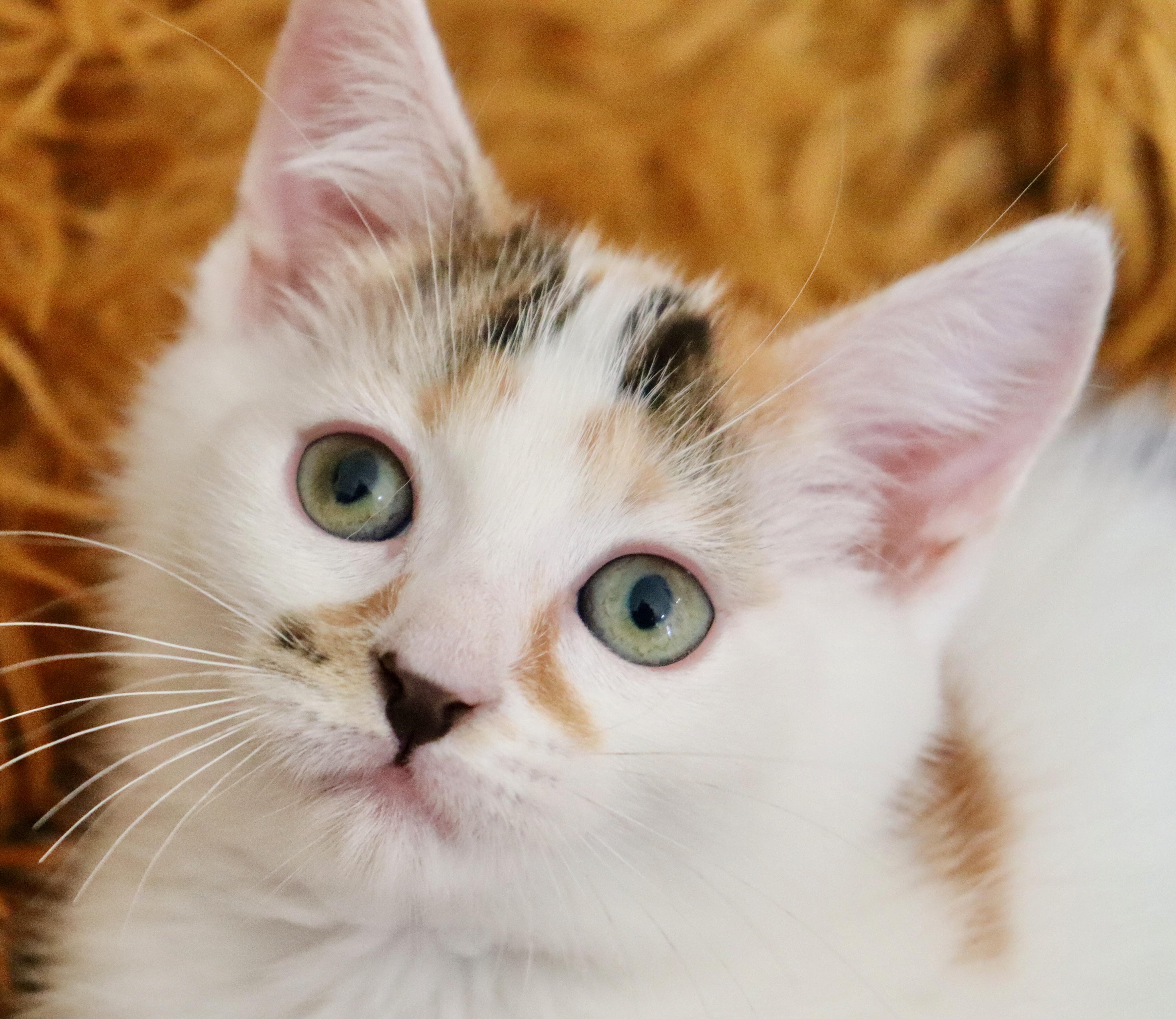A baby medium-sized female Calico cat named Pebbles for adoption in Saint Augustine, FL