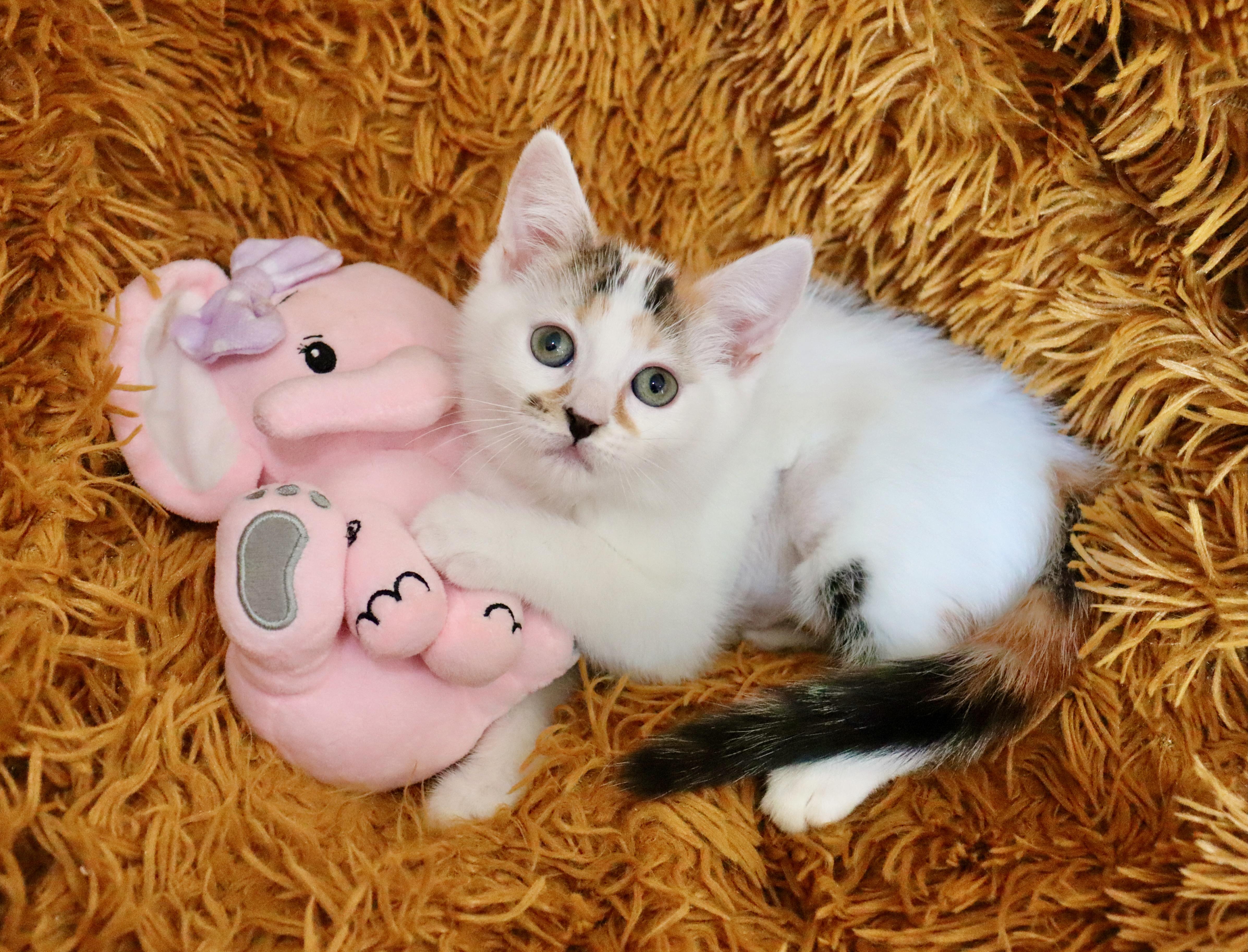 Pebbles thumbnail 2