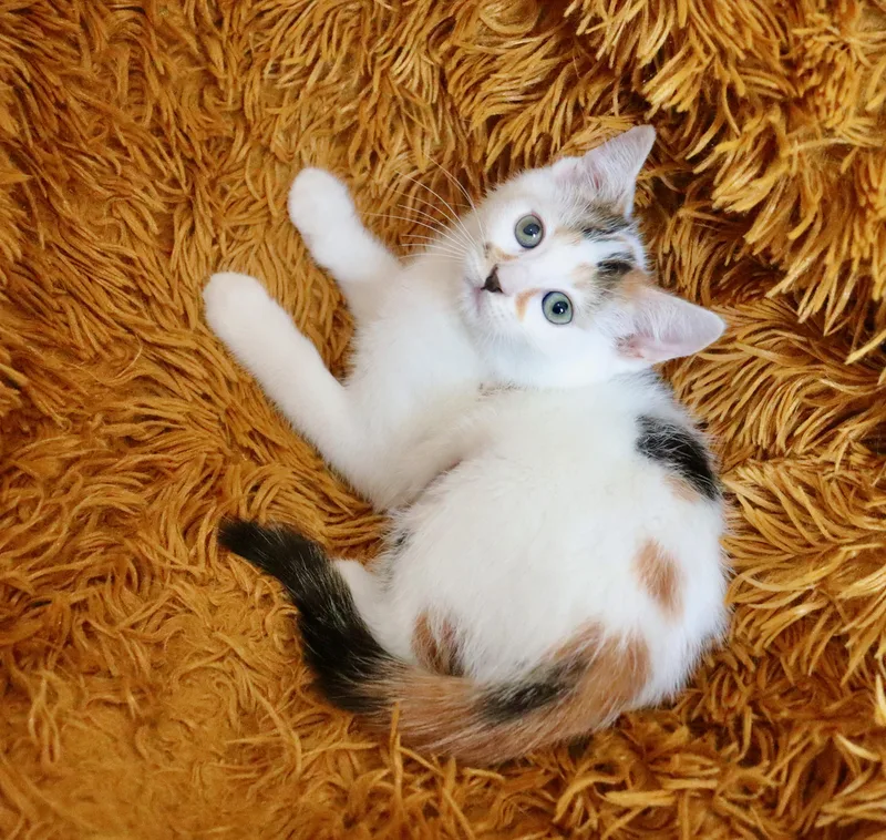 Pebbles thumbnail 3