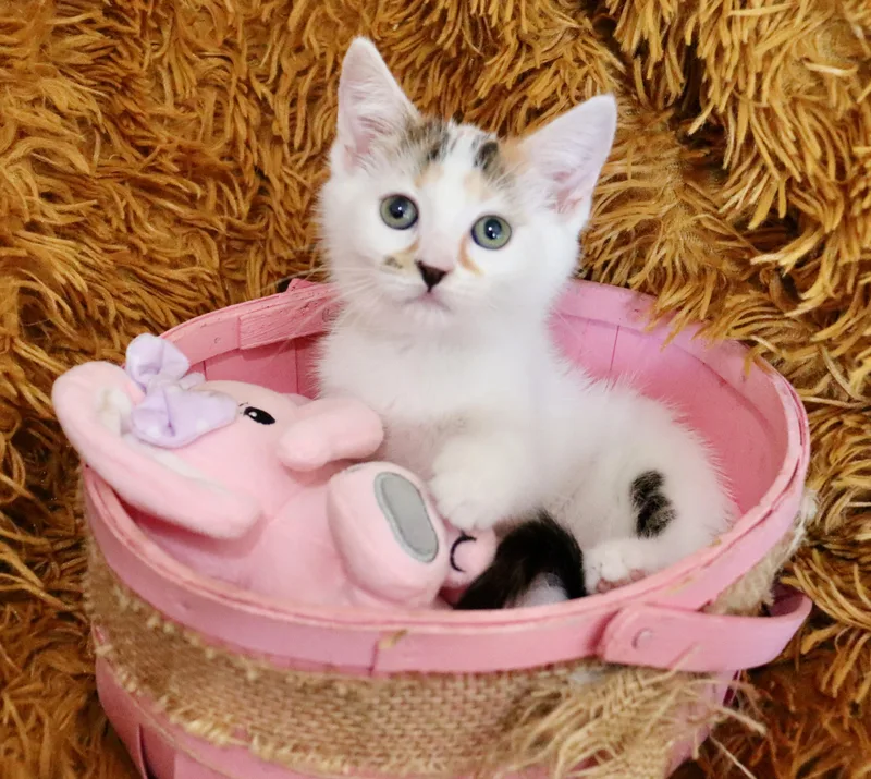 Pebbles thumbnail 5