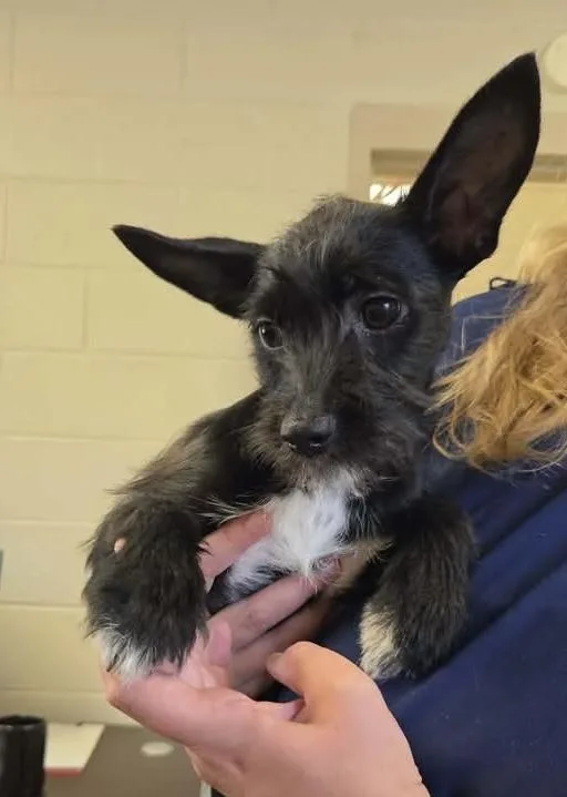 A baby small-sized female Black Schnauzer dog named Yoda for adoption in Newfoundland, NJ