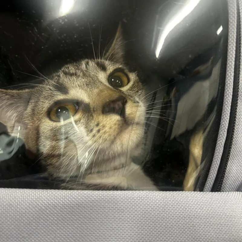Matilda
