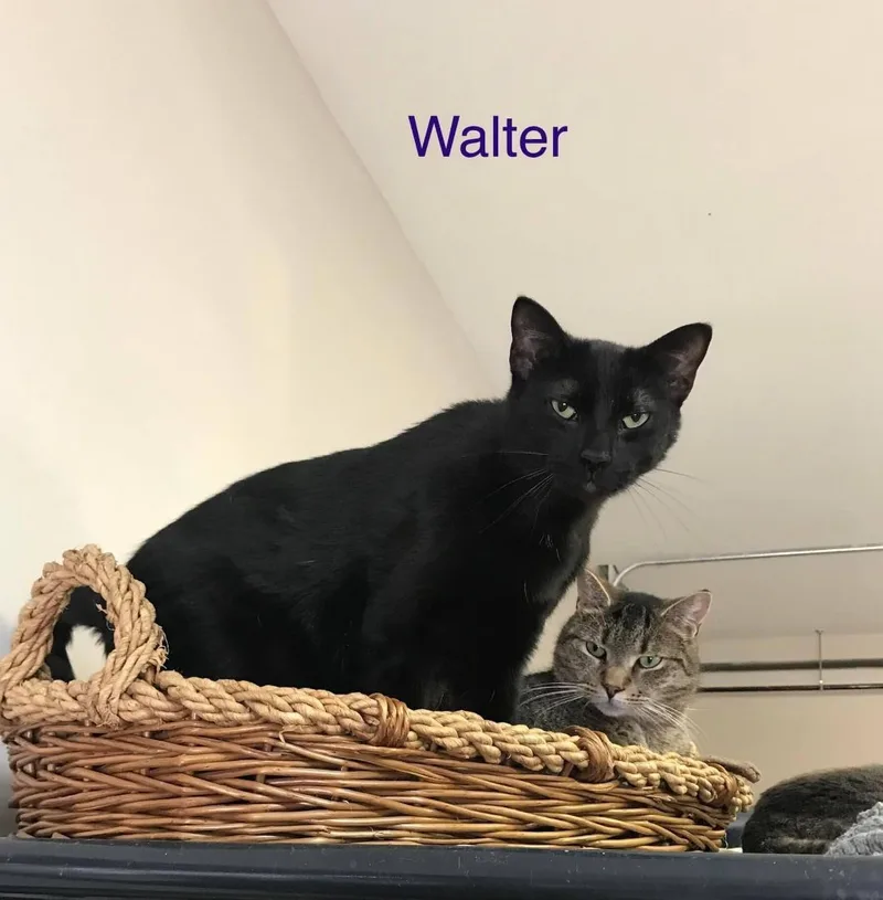 Walter