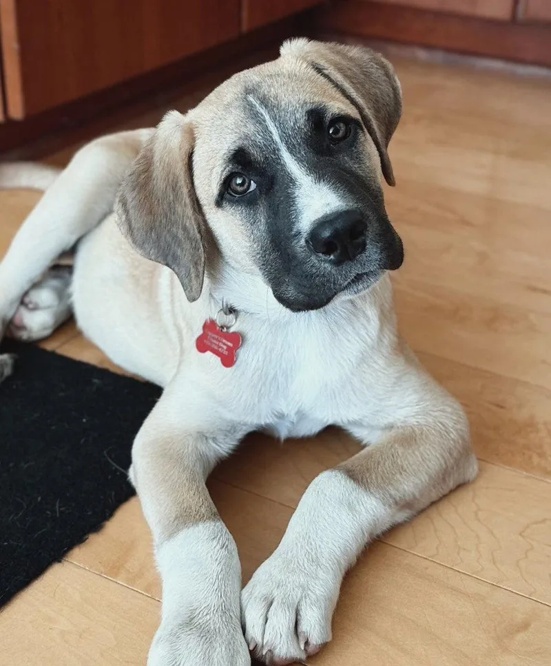 A young large-sized male Anatolian Shepherd dog named Duke for adoption in Sunnyvale, CA
