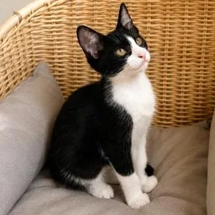 Cleo thumbnail 4