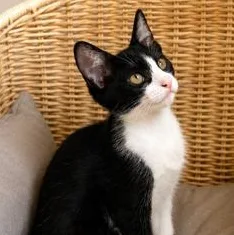 Cleo thumbnail 5