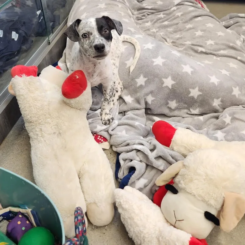 A baby medium-sized male Harlequin Cattle Dog dog named Chip for adoption in New Rochelle, NY