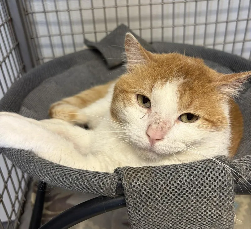 An adult medium-sized male Orange & White Domestic Short Hair cat named Leo for adoption in Maryville, MO
