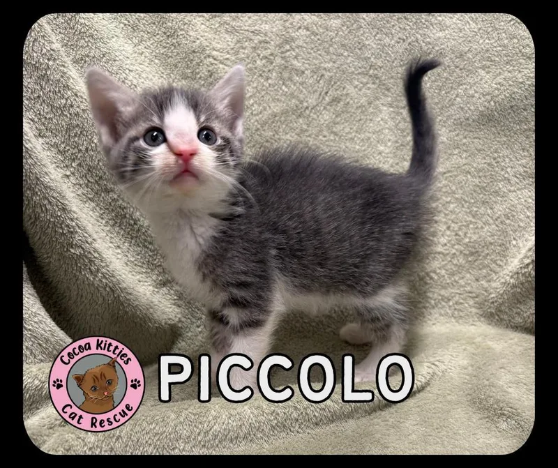 A baby small-sized female Domestic Short Hair cat named Piccolo for adoption in Hershey, PA