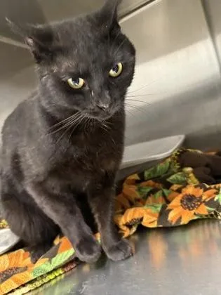 An adult large-sized male Domestic Short Hair cat named York for adoption in Lafayette, IN