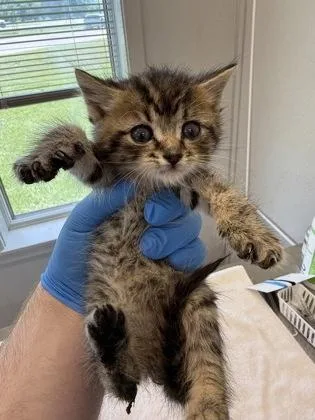 A baby small-sized male Domestic Short Hair cat named Spade for adoption in Lafayette, IN