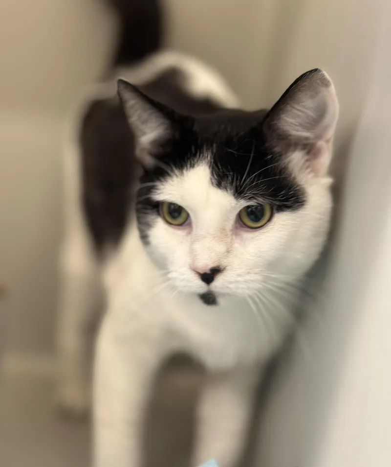 An adult medium-sized male White Domestic Short Hair cat named Randy for adoption in Stafford, VA