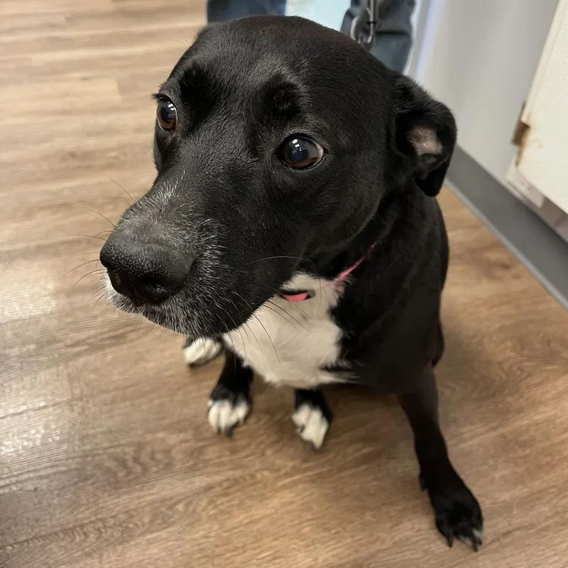 An adult large-sized female Black Labrador Retriever dog named Mina for adoption in Morganfield, KY