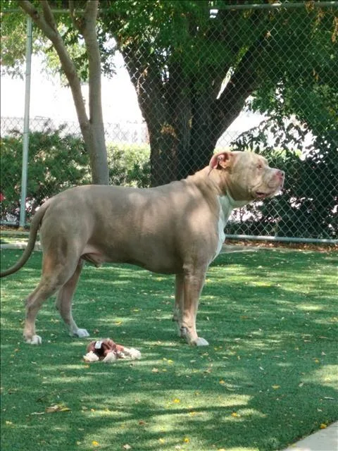 An adult large-sized male Pit Bull Terrier dog named Z for adoption in Chatsworth, CA