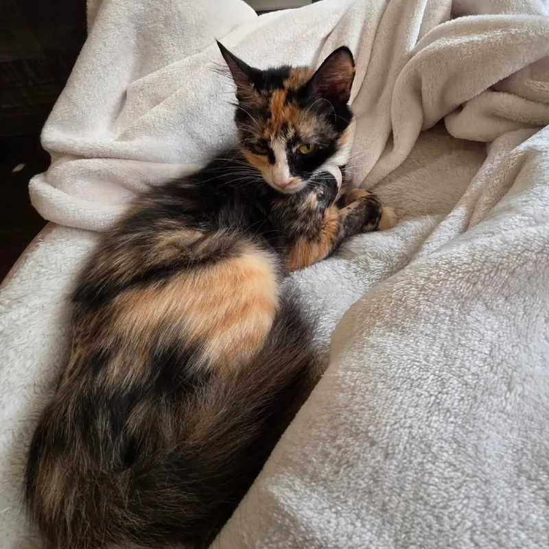 Hazel Mae