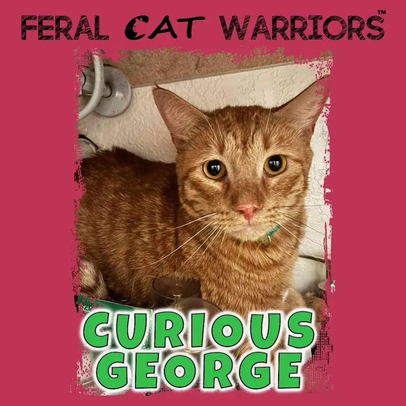 An adult small-sized female Orange / Red Domestic Short Hair cat named Curious George for adoption in Kingman, AZ