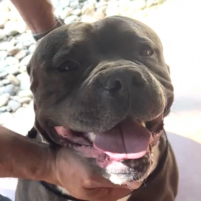 Plankton A thumbnail 2