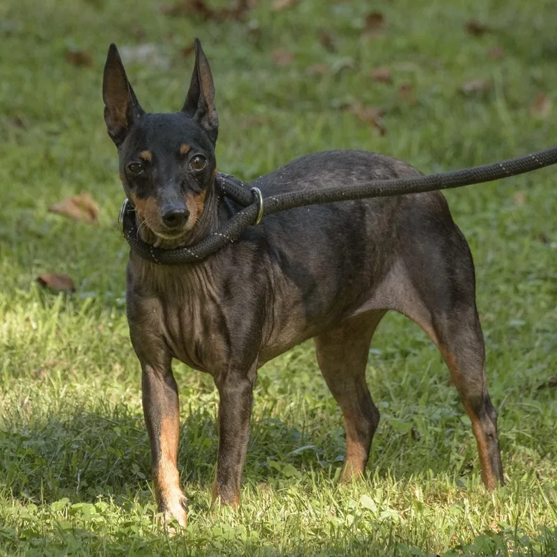 An adult small-sized female Black Miniature Pinscher dog named Daisy for adoption in Lambertville, NJ
