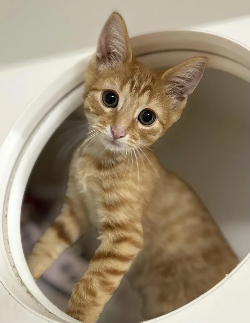 A baby medium-sized male Tabby (Orange / Red) Domestic Short Hair cat named Chai for adoption in Seville, OH