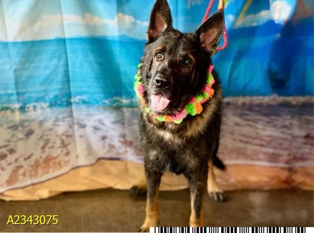 A young large-sized male Mixed Breed dog named King for adoption in West Palm Beach, FL