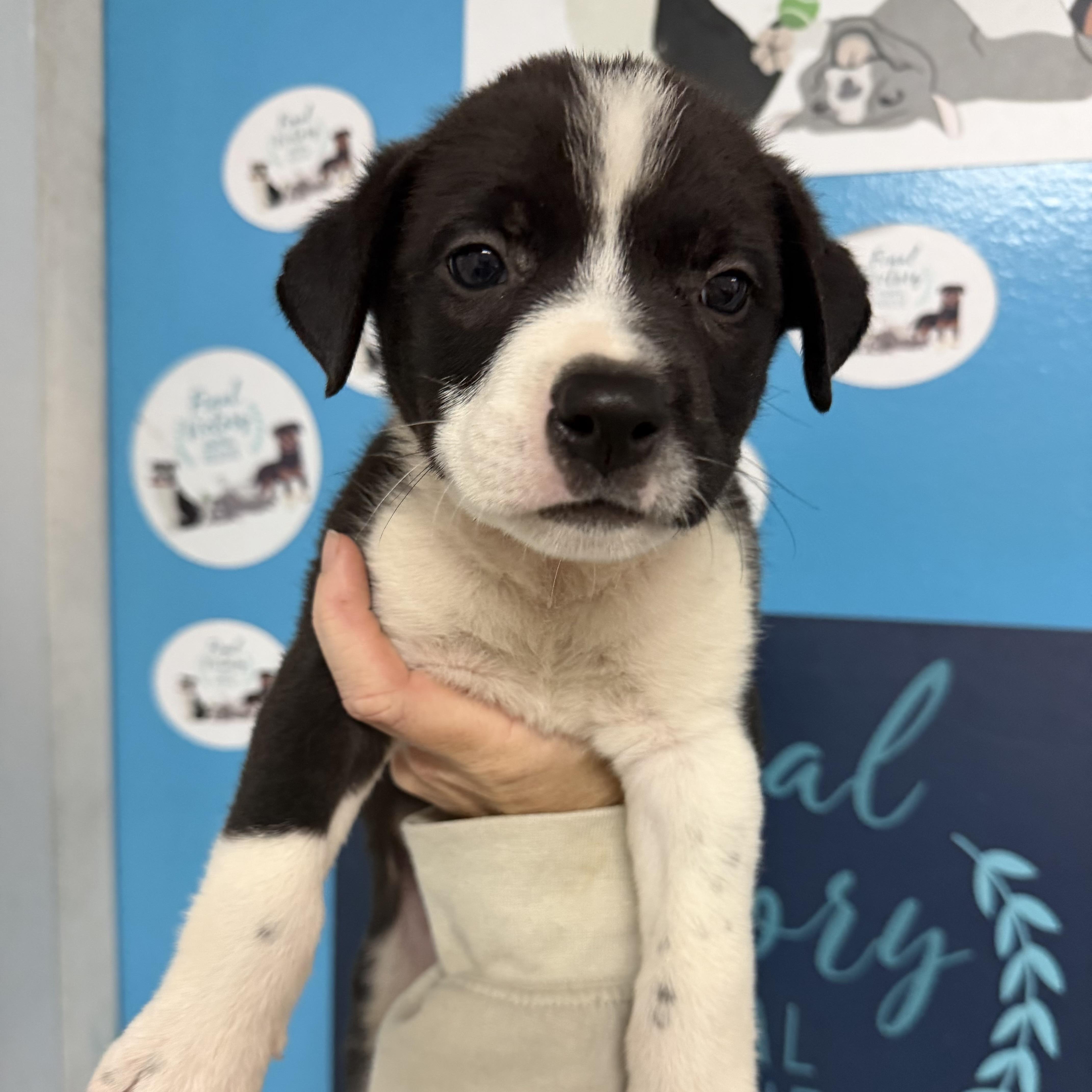 A baby medium-sized male Black Pit Bull Terrier dog named Dill for adoption in Columbia, SC