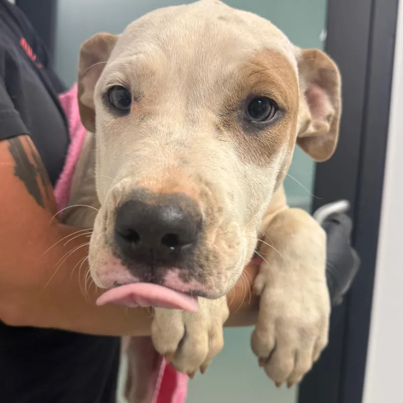 A baby medium-sized female White / Cream Pit Bull Terrier dog named Sonny for adoption in Abilene, TX
